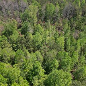 Photo #19 of 4758 Princess Ann Rd, Chadbourn, NC 7.0 acres