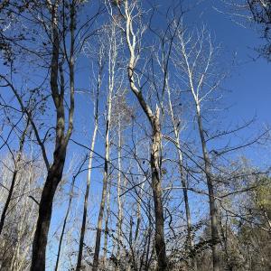 Photo #27 of 4758 Princess Ann Rd, Chadbourn, NC 7.0 acres