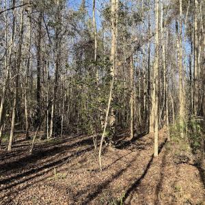 Photo #29 of 4758 Princess Ann Rd, Chadbourn, NC 7.0 acres
