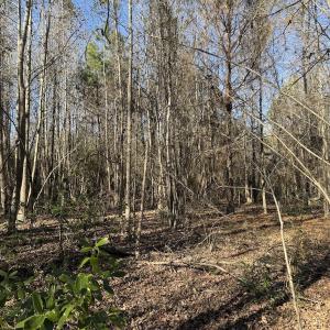 Photo #32 of 4758 Princess Ann Rd, Chadbourn, NC 7.0 acres