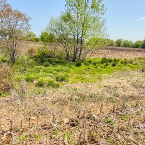 Photo #12 of 17643 Efird Road, Albemarle, NC 71.5 acres