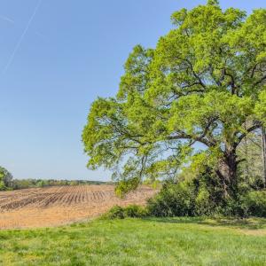 Photo #22 of 17643 Efird Road, Albemarle, NC 71.5 acres