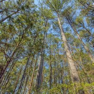 Photo #24 of 17643 Efird Road, Albemarle, NC 71.5 acres