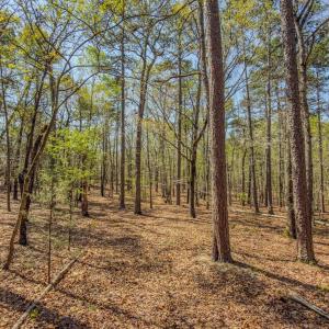 Photo #26 of 17643 Efird Road, Albemarle, NC 71.5 acres