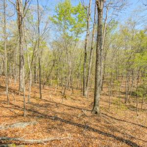 Photo #28 of 17643 Efird Road, Albemarle, NC 71.5 acres