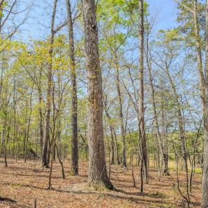 Photo #29 of 17643 Efird Road, Albemarle, NC 71.5 acres