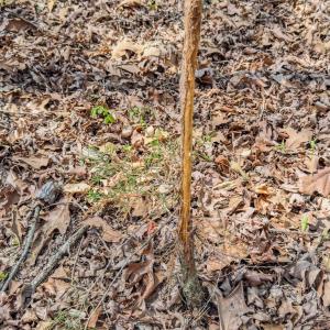 Photo #31 of 17643 Efird Road, Albemarle, NC 71.5 acres