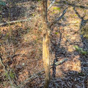 Photo #43 of 17643 Efird Road, Albemarle, NC 71.5 acres