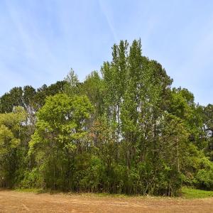 Photo #11 of Off Mamie Rd, Wilson, NC 18.7 acres