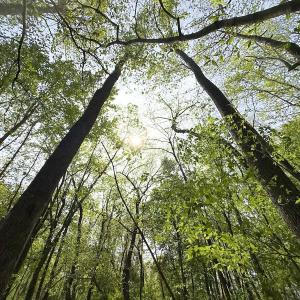 Photo #18 of Off Mamie Rd, Wilson, NC 18.7 acres