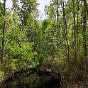 Photo #20 of Off Mamie Rd, Wilson, NC 18.7 acres