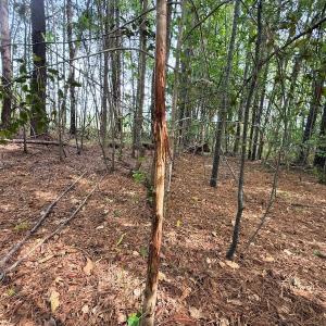 Photo #23 of Off Mamie Rd, Wilson, NC 18.7 acres