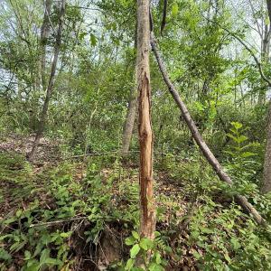 Photo #24 of Off Mamie Rd, Wilson, NC 18.7 acres