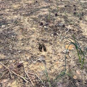 Photo #25 of Off Mamie Rd, Wilson, NC 18.7 acres