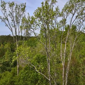 Photo #27 of Off Mamie Rd, Wilson, NC 18.7 acres