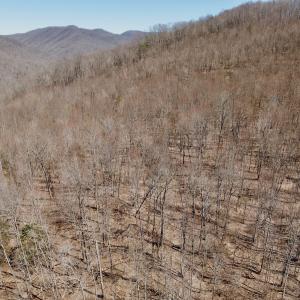 Photo #20 of Off of Greens Chapel Lane, Dungannon, VA 60.5 acres