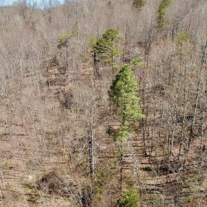 Photo #36 of Off of Greens Chapel Lane, Dungannon, VA 60.5 acres