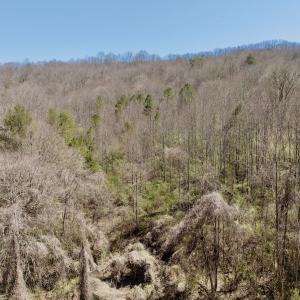 Photo #29 of Off of Greens Chapel Lane, Dungannon, VA 60.5 acres