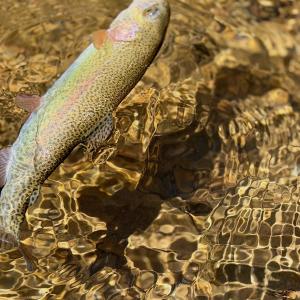 Photo #5 of Off of Greens Chapel Lane, Dungannon, VA 60.5 acres