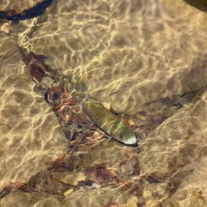 Photo #48 of Off of Greens Chapel Lane, Dungannon, VA 60.5 acres