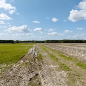 Photo #11 of  Off of Black Mingle Road, Gates, NC 82.0 acres