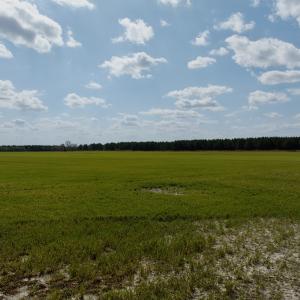 Photo #12 of  Off of Black Mingle Road, Gates, NC 82.0 acres