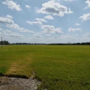 Photo #13 of  Off of Black Mingle Road, Gates, NC 82.0 acres