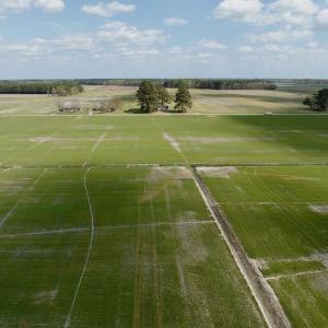 Photo #15 of  Off of Black Mingle Road, Gates, NC 82.0 acres