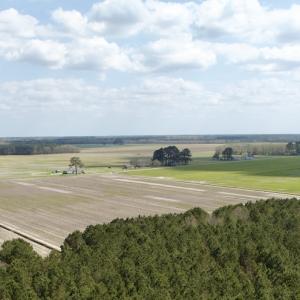 Photo #16 of  Off of Black Mingle Road, Gates, NC 82.0 acres