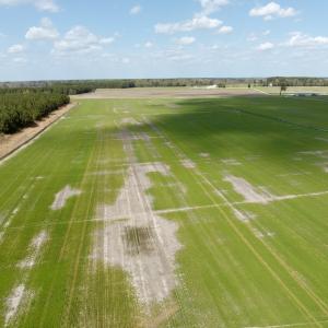 Photo #17 of  Off of Black Mingle Road, Gates, NC 82.0 acres