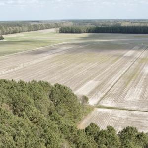 Photo #18 of  Off of Black Mingle Road, Gates, NC 82.0 acres