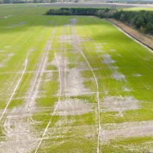 Photo #4 of  Off of Black Mingle Road, Gates, NC 82.0 acres