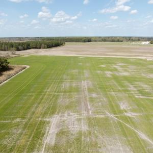 Photo #5 of  Off of Black Mingle Road, Gates, NC 82.0 acres