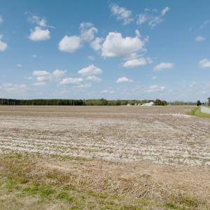 Photo #8 of  Off of Black Mingle Road, Gates, NC 82.0 acres