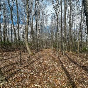 Photo #37 of 311 Dan River Rd, Meadows of Dan, VA 116.3 acres