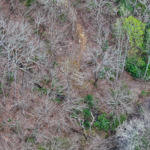 Photo #56 of 311 Dan River Rd, Meadows of Dan, VA 116.3 acres