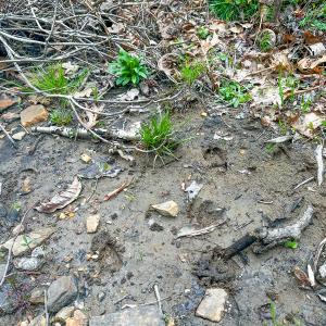 Photo #61 of 311 Dan River Rd, Meadows of Dan, VA 116.3 acres