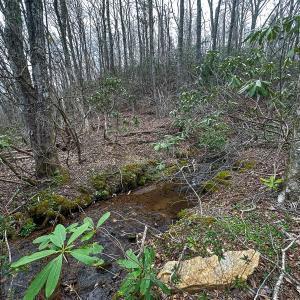 Photo #62 of 311 Dan River Rd, Meadows of Dan, VA 116.3 acres