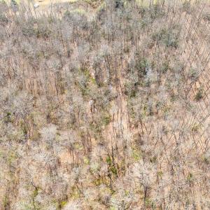 Photo #74 of 311 Dan River Rd, Meadows of Dan, VA 116.3 acres