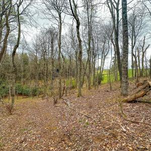 Photo #75 of 311 Dan River Rd, Meadows of Dan, VA 116.3 acres