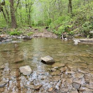 Photo #13 of 1297 Dry Creek Road, Blackwater, VA 50.5 acres