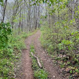 Photo #14 of 1297 Dry Creek Road, Blackwater, VA 50.5 acres