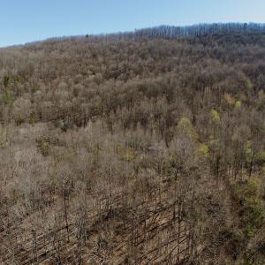 Photo #18 of 1297 Dry Creek Road, Blackwater, VA 50.5 acres