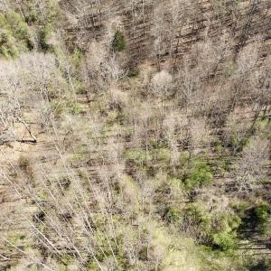 Photo #19 of 1297 Dry Creek Road, Blackwater, VA 50.5 acres