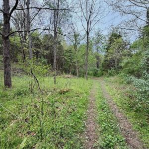 Photo #24 of 1297 Dry Creek Road, Blackwater, VA 50.5 acres