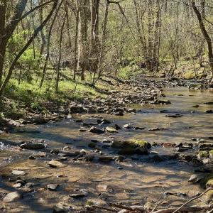 Photo #5 of 1297 Dry Creek Road, Blackwater, VA 50.5 acres