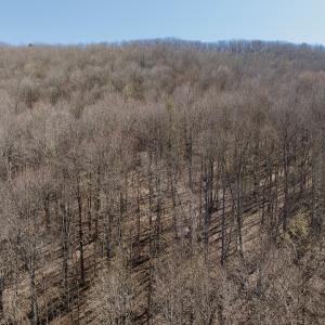 Photo #36 of 1297 Dry Creek Road, Blackwater, VA 50.5 acres
