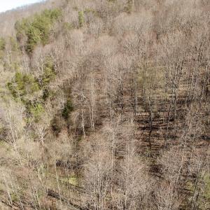 Photo #37 of 1297 Dry Creek Road, Blackwater, VA 50.5 acres