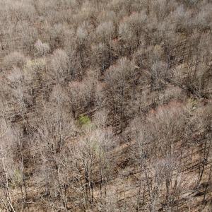 Photo #38 of 1297 Dry Creek Road, Blackwater, VA 50.5 acres