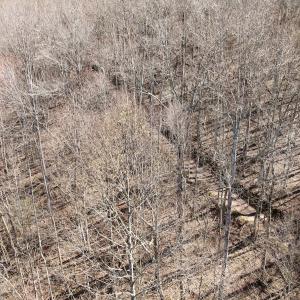 Photo #39 of 1297 Dry Creek Road, Blackwater, VA 50.5 acres